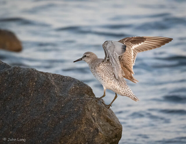 Red Knot