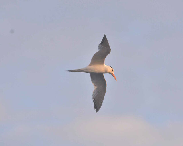 Royal Tern