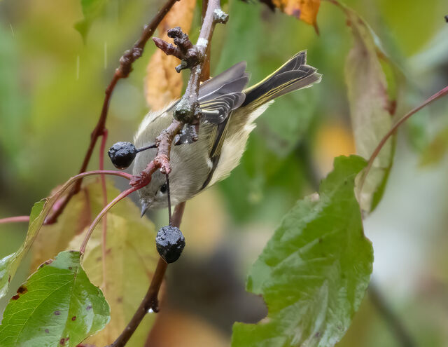 Ruby-crowned Kinglet