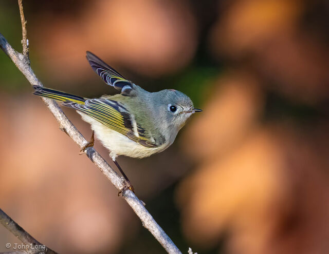 Ruby-crowned Kinglet