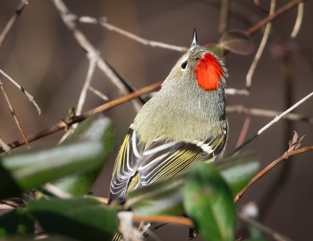Ruby-crowned Kinglet