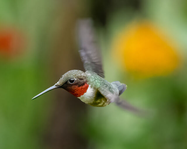 Ruby-throated Hummingbird