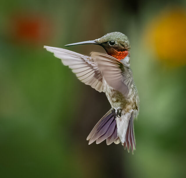 Ruby-throated Hummingbird