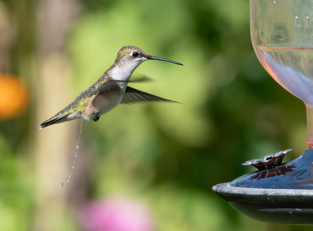 Ruby-throated Hummingbird