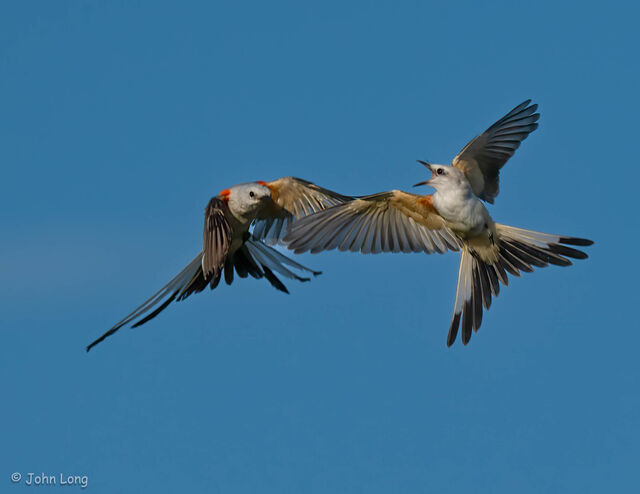 Scissor-tailed Flycatcher