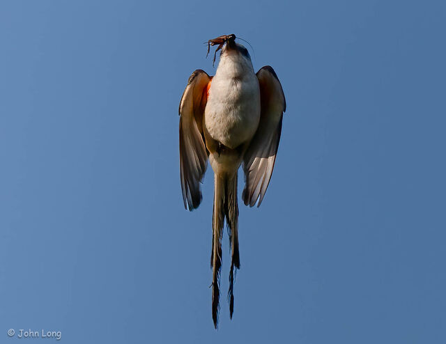 Scissor-tailed Flycatcher