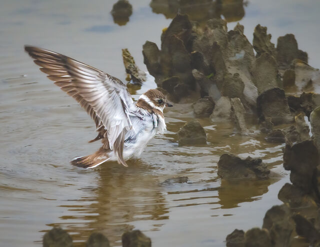 Semipalmated Plover