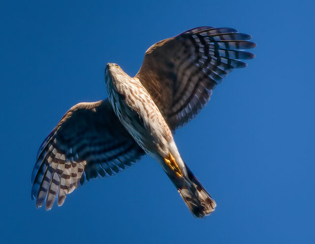 Sharp-shinned Hawk