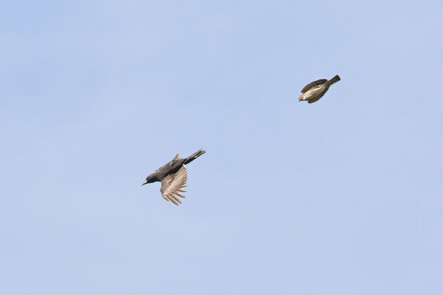 Sharp-shinned Hawk