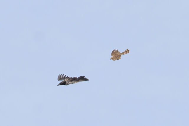 Sharp-shinned Hawk