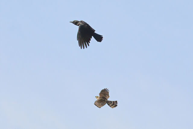 Sharp-shinned Hawk