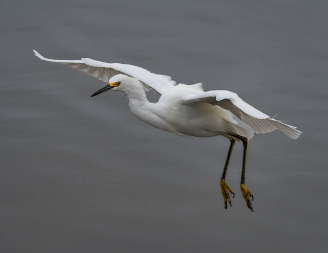 Snowy Egret