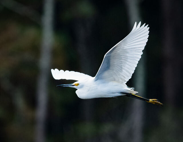 Snowy Egret