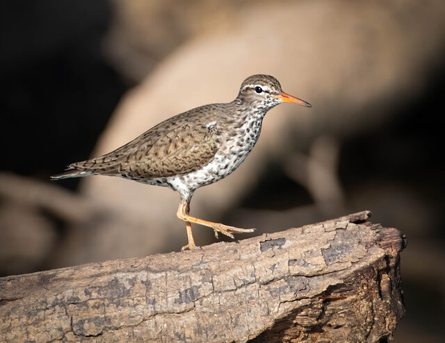 Spotted Sandpiper