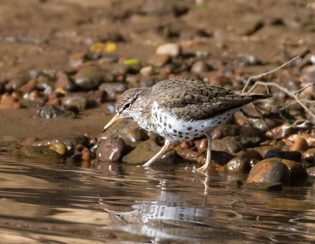 Spotted Sandpiper