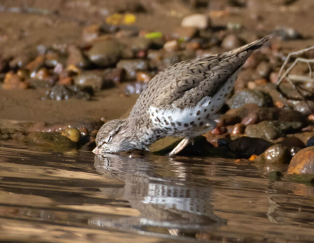 Spotted Sandpiper