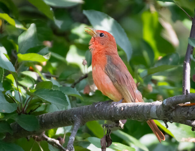 Summer Tanager