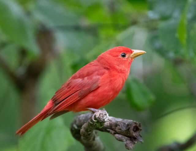 Summer Tanager