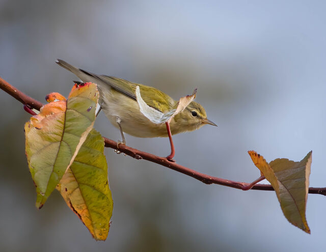 Tennessee Warbler