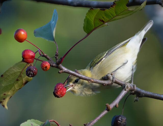 Tennessee Warbler