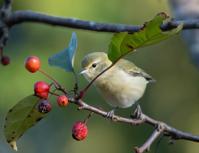 Tennessee Warbler