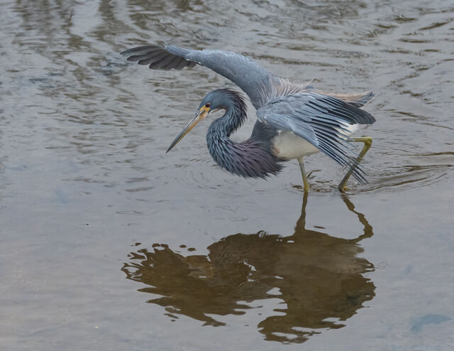 Tricolored Heron