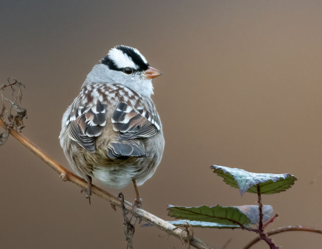White-crowned Sparrow
