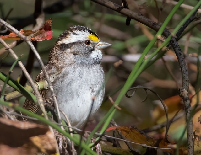 White-throated Sparrow