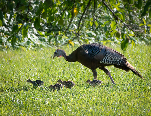 Wild Turkey