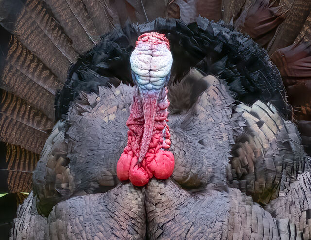 Wild Turkey