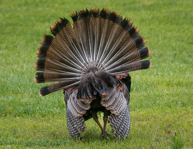 Wild Turkey