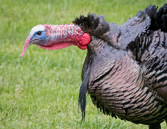 Wild Turkey