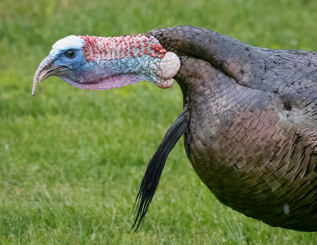 Wild Turkey