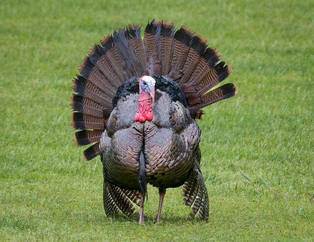 Wild Turkey