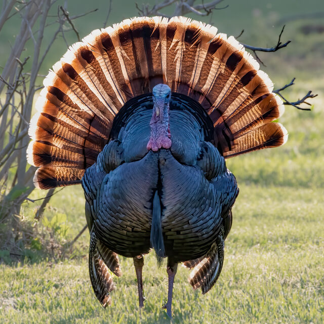 Wild Turkey