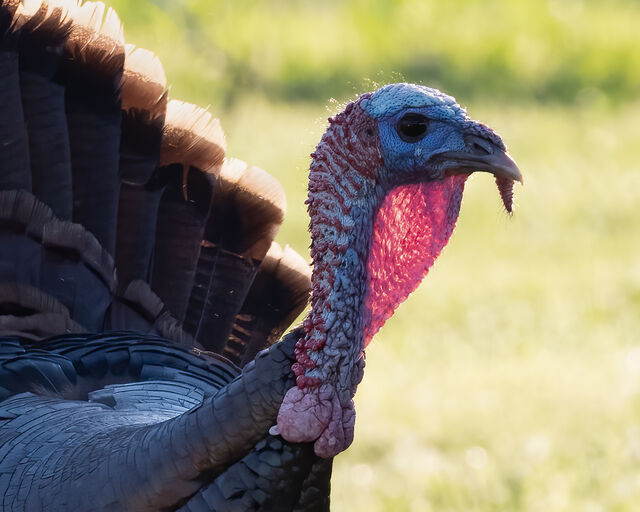 Wild Turkey