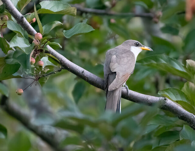 Yellow-billed Cuckoo
