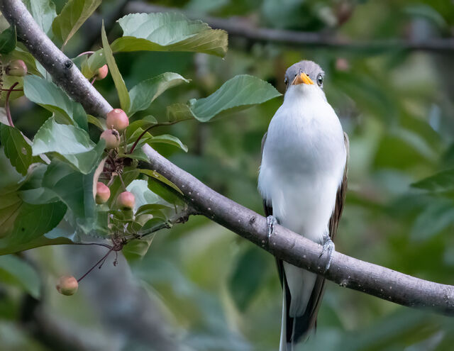 Yellow-billed Cuckoo
