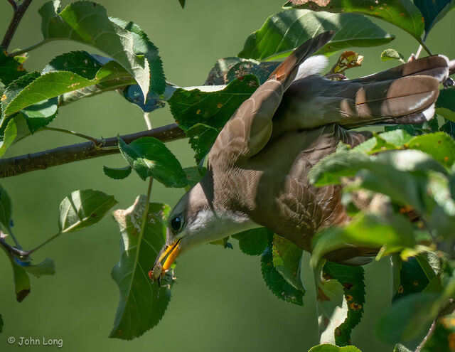 Yellow-billed Cuckoo
