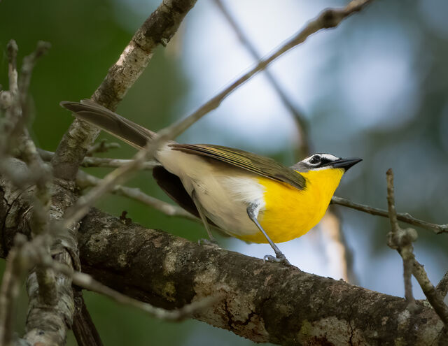 Yellow-breasted Chat