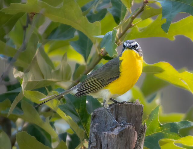 Yellow-breasted Chat