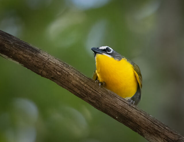 Yellow-breasted Chat