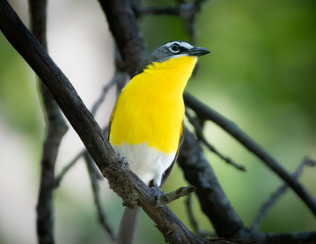 Yellow-breasted Chat