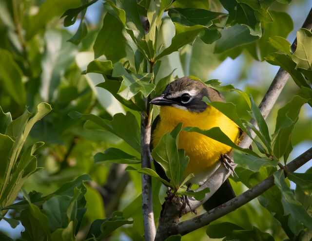 Yellow-breasted Chat