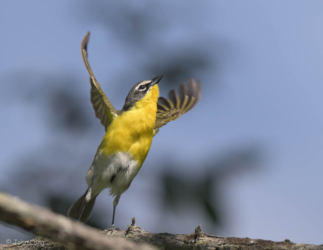 Yellow-breasted Chat