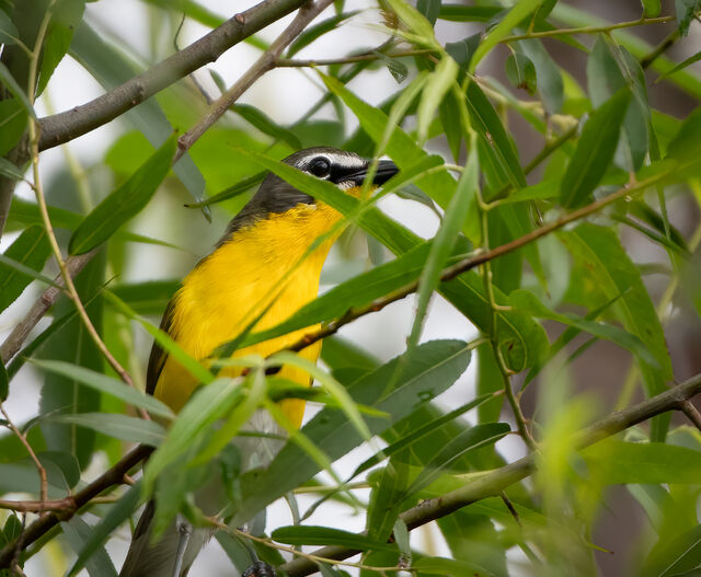 Yellow-breasted Chat