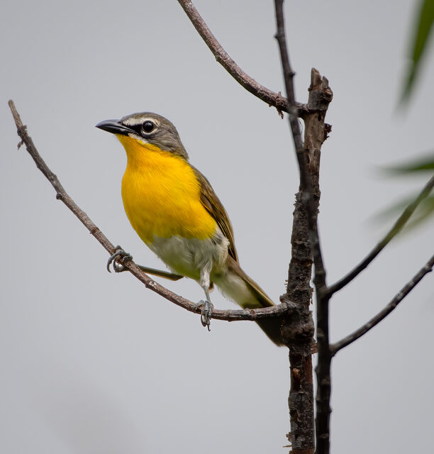 Yellow-breasted Chat