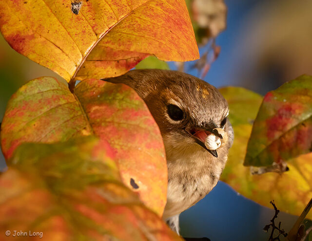 Yellow-rumped Warbler
