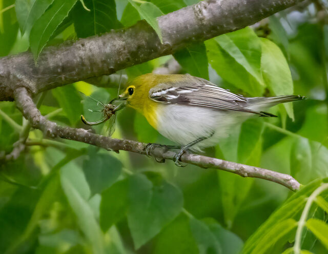 Yellow-throated Vireo