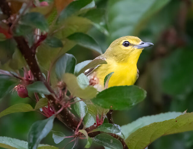 Yellow-throated Vireo